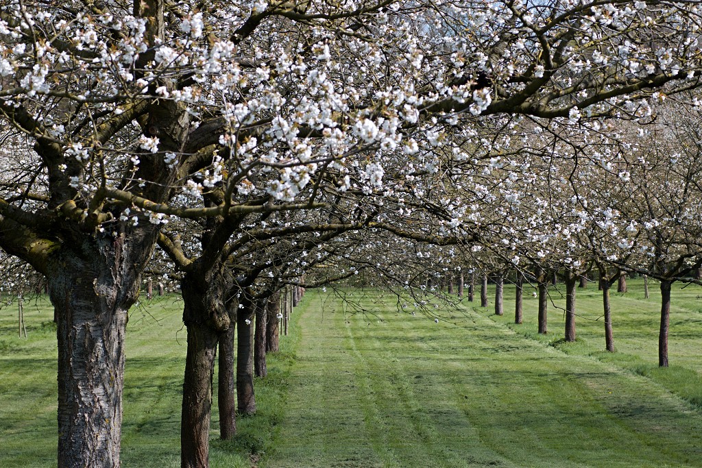 bloesem hdr voorjaar lente bloem bloemen flora fruitbomen betuwe kersenbloesem japan sakura fruit fruitbomen